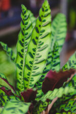 Zdjęcie rosliny doniczkowej Calathea lancifolia (Kalatea lancetolistna), ujęcie 2