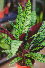 Zdjęcie rosliny doniczkowej Calathea lancifolia (Kalatea lancetolistna), ujęcie 3