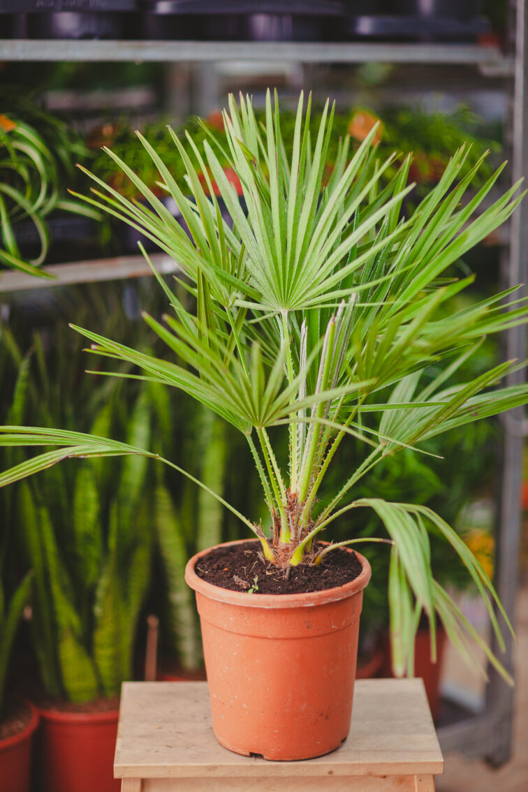 chamaerops-humilis_21x90-1_1712950200.jpg Zdjęcie rosliny doniczkowej Chamaerops humilis, ujęcie 1