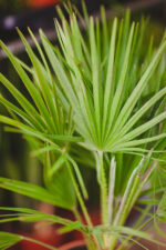 Zdjęcie rosliny doniczkowej Chamaerops humilis, ujęcie 2