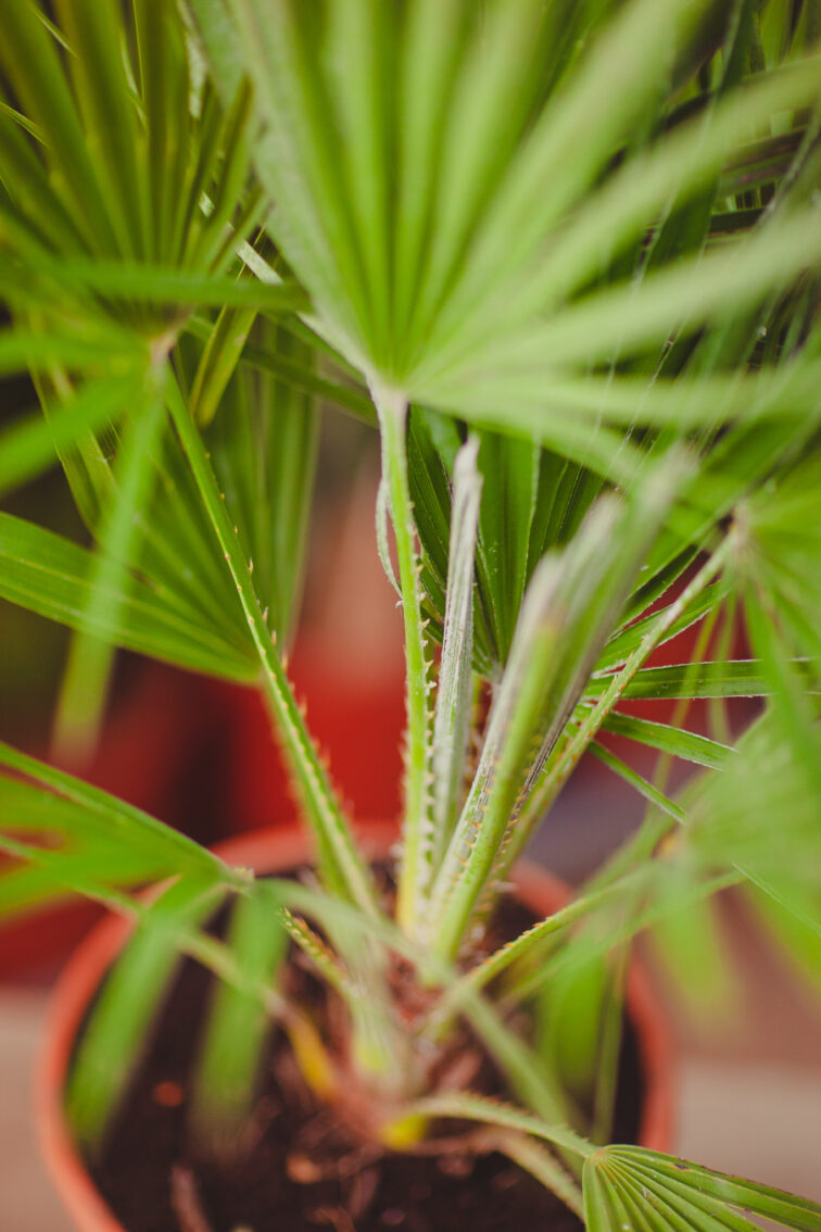 Zdjęcie rosliny doniczkowej Chamaerops humilis, ujęcie 3