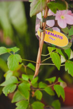 Zdjęcie rosliny doniczkowej Clematis 'Olga', ujęcie 1