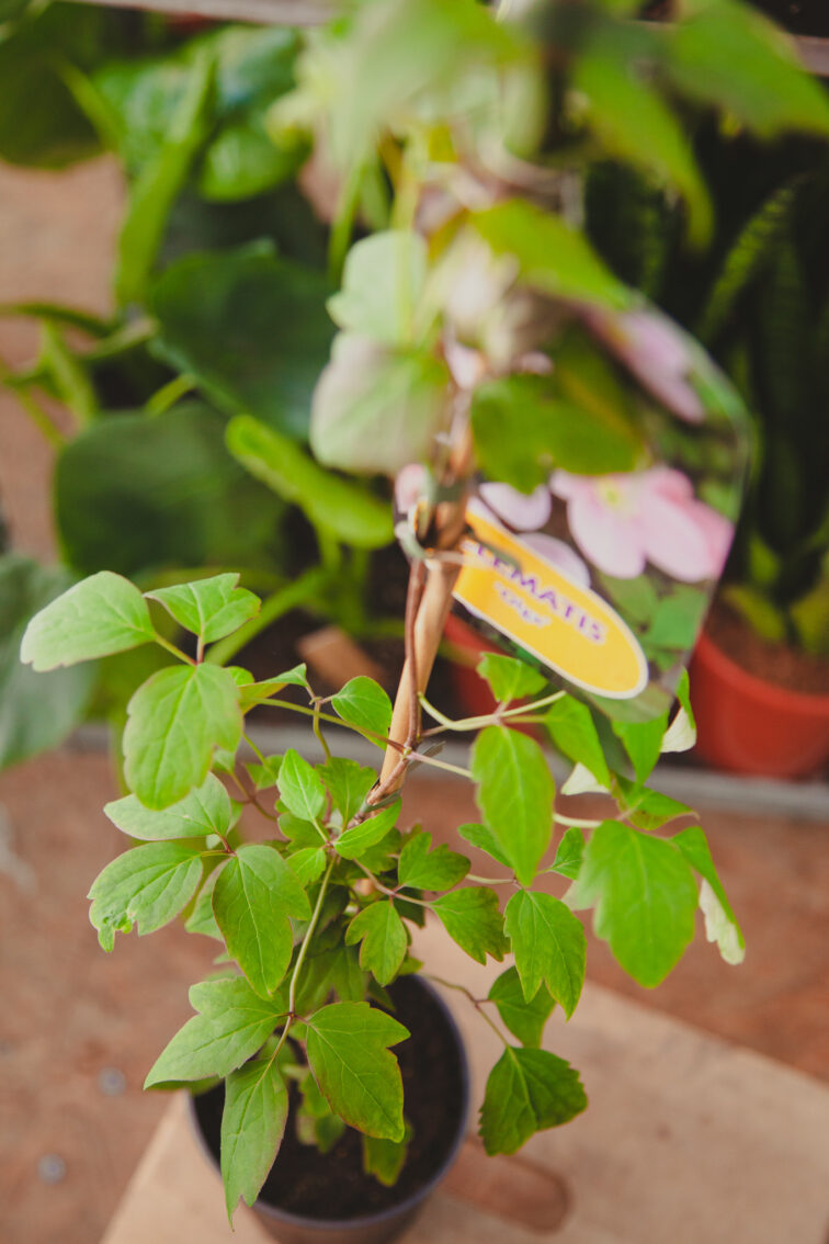 Zdjęcie rosliny doniczkowej Clematis 'Olga', ujęcie 2