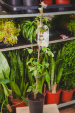 Zdjęcie rosliny doniczkowej Clematis 'Olga', ujęcie 3