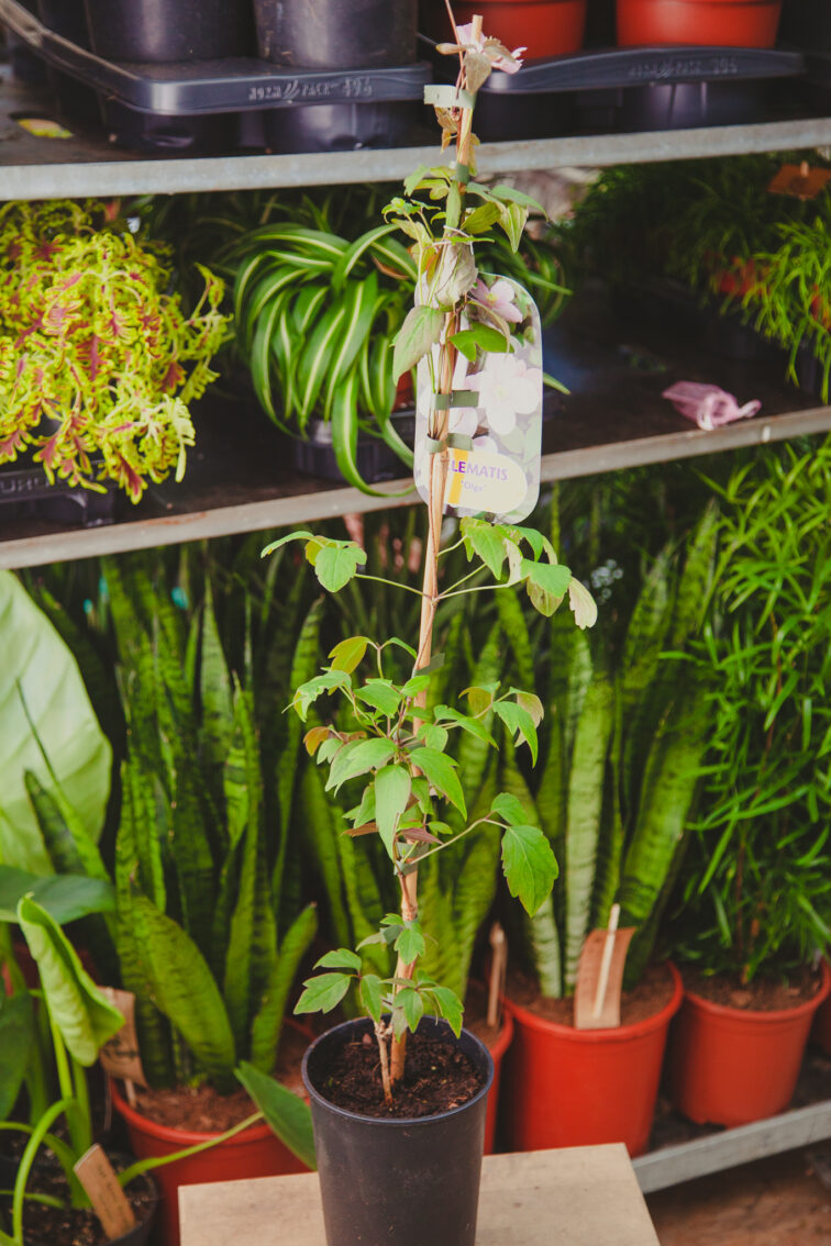 Zdjęcie rosliny doniczkowej Clematis 'Olga', ujęcie 3