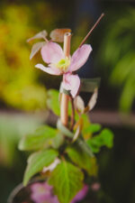 Zdjęcie rosliny doniczkowej Clematis 'Olga', ujęcie 4