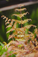 Zdjęcie rosliny doniczkowej Dryopteris erythrosora (Narecznica czerwonozawijkowa), ujęcie 2