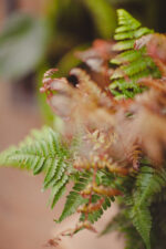 Zdjęcie rosliny doniczkowej Dryopteris erythrosora (Narecznica czerwonozawijkowa), ujęcie 3
