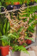 Zdjęcie rosliny doniczkowej Dryopteris erythrosora (Narecznica czerwonozawijkowa), ujęcie 4