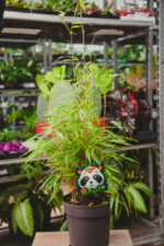 Zdjęcie rosliny doniczkowej Fargesia rufa (Fargezja rozłożysta), ujęcie 1