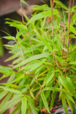 Zdjęcie rosliny doniczkowej Fargesia rufa (Fargezja rozłożysta), ujęcie 2