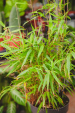 Zdjęcie rosliny doniczkowej Fargesia rufa (Fargezja rozłożysta), ujęcie 3