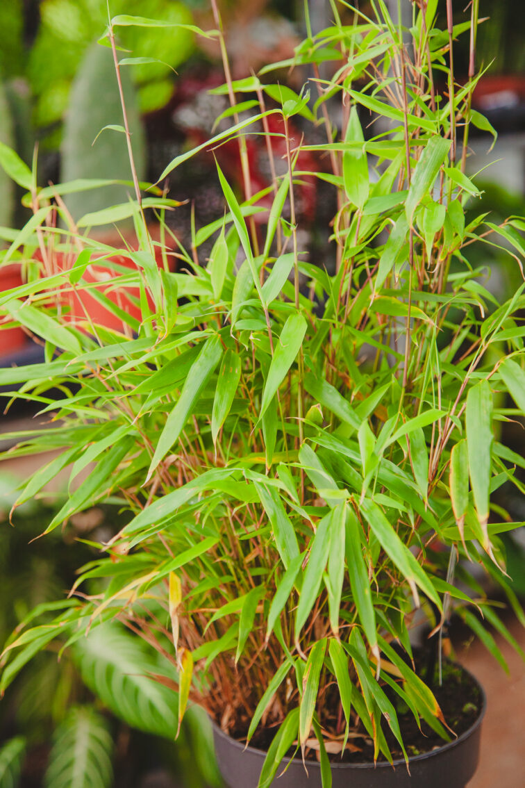 Zdjęcie rosliny doniczkowej Fargesia rufa (Fargezja rozłożysta), ujęcie 3