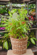 Zdjęcie rosliny doniczkowej Fargesia rufa (Fargezja rozłożysta), ujęcie 4