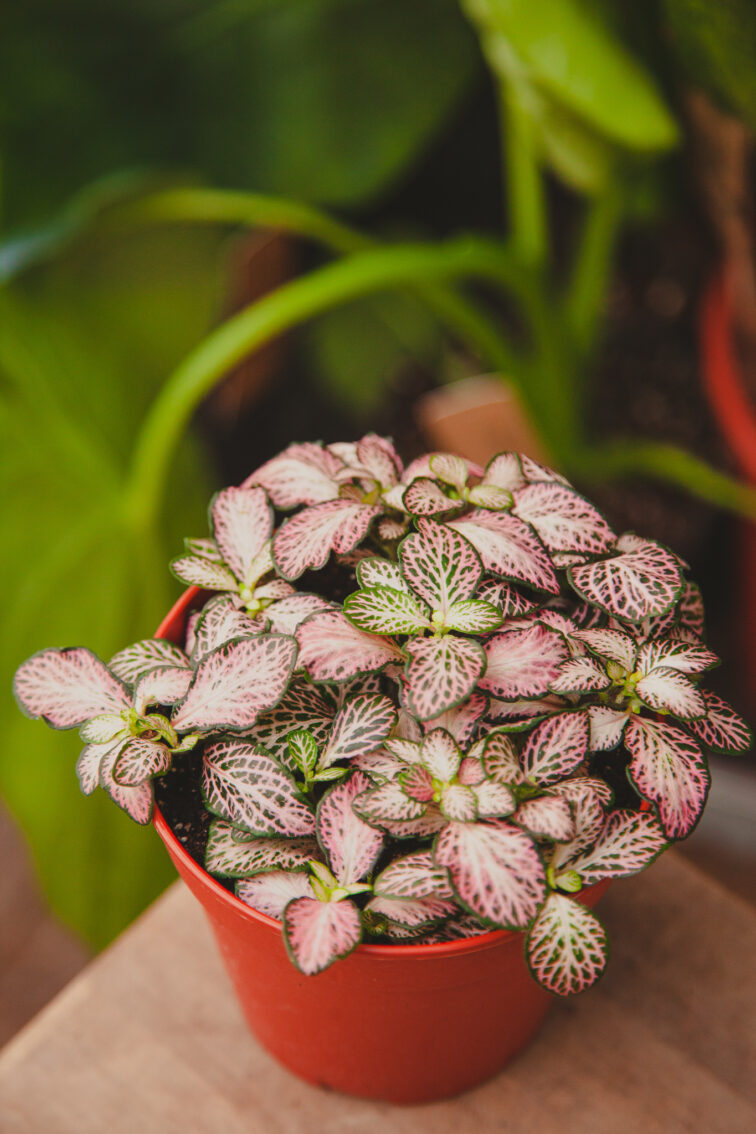 Zdjęcie rosliny doniczkowej Fittonia Tiger, ujęcie 1