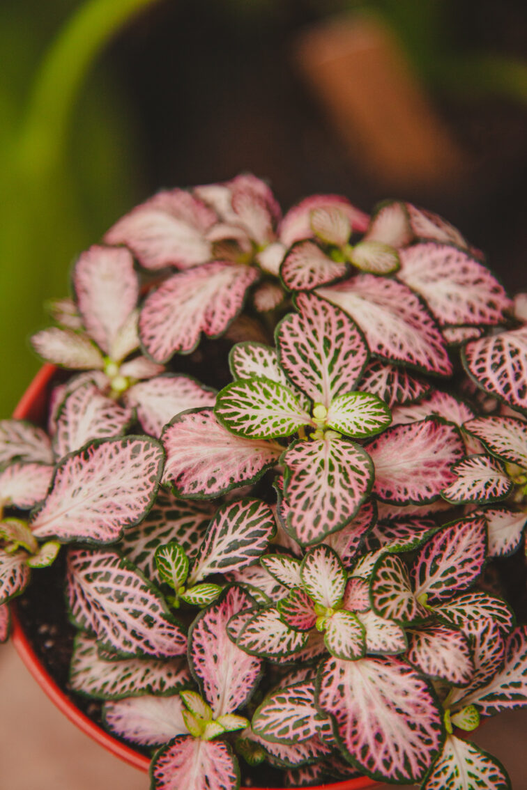 Zdjęcie rosliny doniczkowej Fittonia Tiger, ujęcie 2