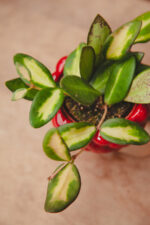 Zdjęcie rosliny doniczkowej Hoya burtoniae variegata (DS 70), ujęcie 1