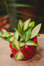 Zdjęcie rosliny doniczkowej Hoya burtoniae variegata (DS 70), ujęcie 2