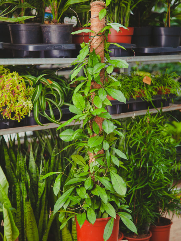 Zdjęcie rosliny doniczkowej Hoya 'Crassipetiolata', ujęcie 1