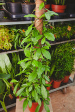 Zdjęcie rosliny doniczkowej Hoya 'Crassipetiolata', ujęcie 2