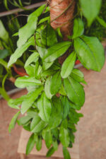 Zdjęcie rosliny doniczkowej Hoya 'Crassipetiolata', ujęcie 4