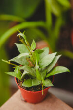 Zdjęcie rosliny doniczkowej Hoya lacunosa, ujęcie 2