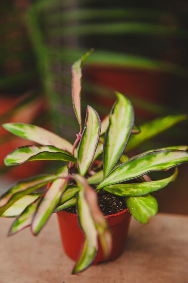 Zdjęcie rosliny doniczkowej Hoya wayetii (kentiana) variegata, ujęcie 2