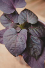 Zdjęcie rosliny doniczkowej Ipomoea batatas Blackie, ujęcie 1