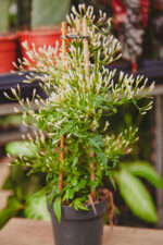 Zdjęcie rosliny doniczkowej Jasminum polyanthum (Jaśmin), ujęcie 1