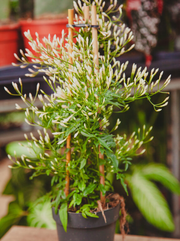 Zdjęcie rosliny doniczkowej Jasminum polyanthum (Jaśmin), ujęcie 1