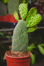 Zdjęcie rosliny doniczkowej Opuntia ficus indica, ujęcie 1