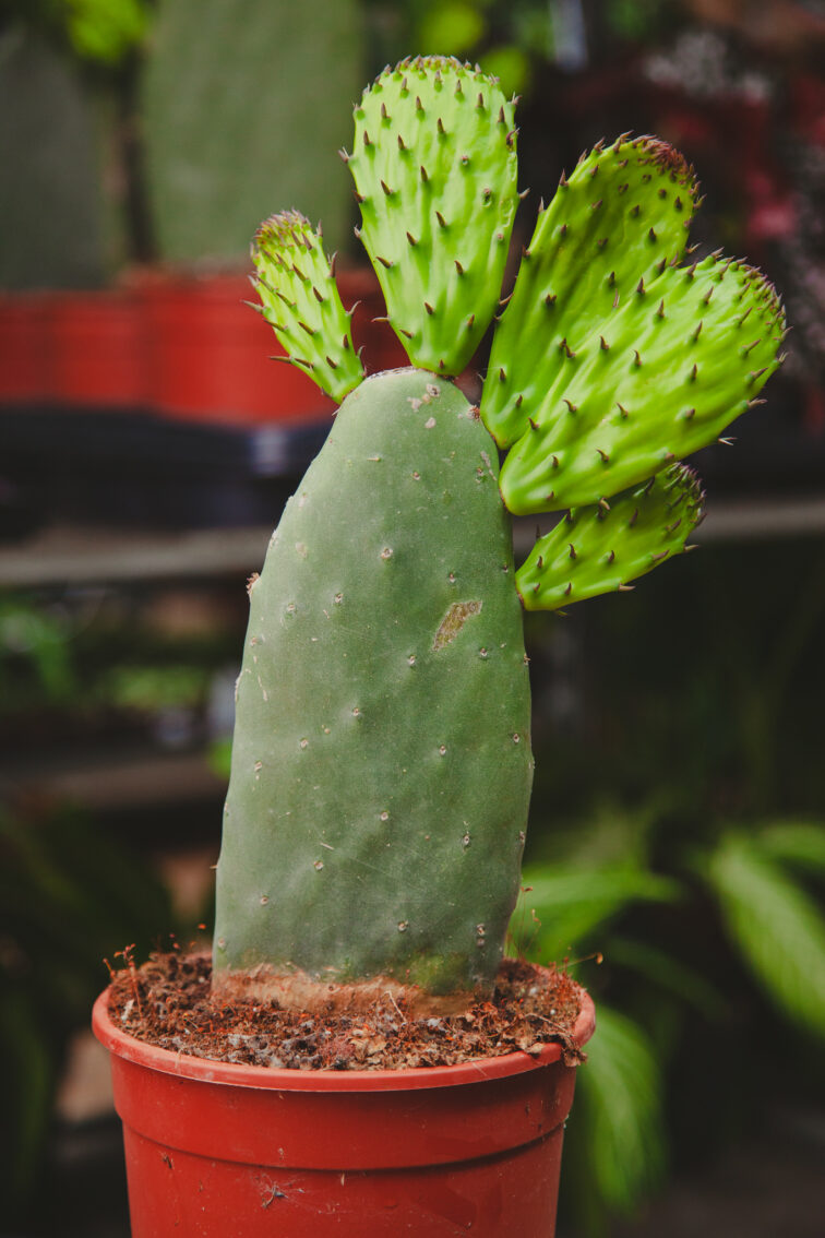 opuntia-ficus-indica_18x50-1_1714146220.jpg Zdjęcie rosliny doniczkowej Opuntia ficus indica, ujęcie 1