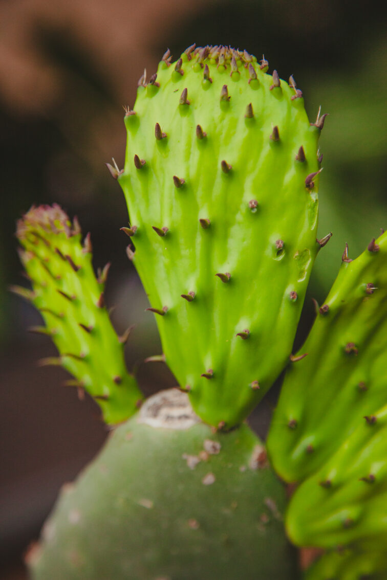 Zdjęcie rosliny doniczkowej Opuntia ficus indica, ujęcie 2