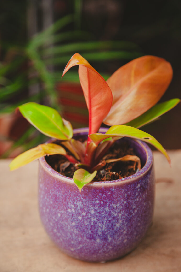 Zdjęcie doniczki lub oslonki: Osłonka Purple Rain 9 × 9 cm, ujęcie 3