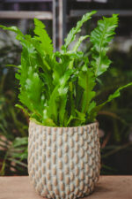 Zdjęcie doniczki lub oslonki: Osłonka Triceratops Light, ujęcie 3