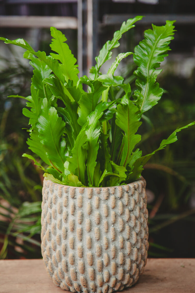 Zdjęcie doniczki lub oslonki: Osłonka Triceratops Light, ujęcie 3