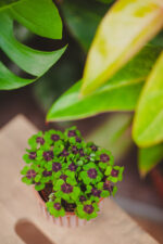 Zdjęcie rosliny doniczkowej Oxalis deppei, ujęcie 2