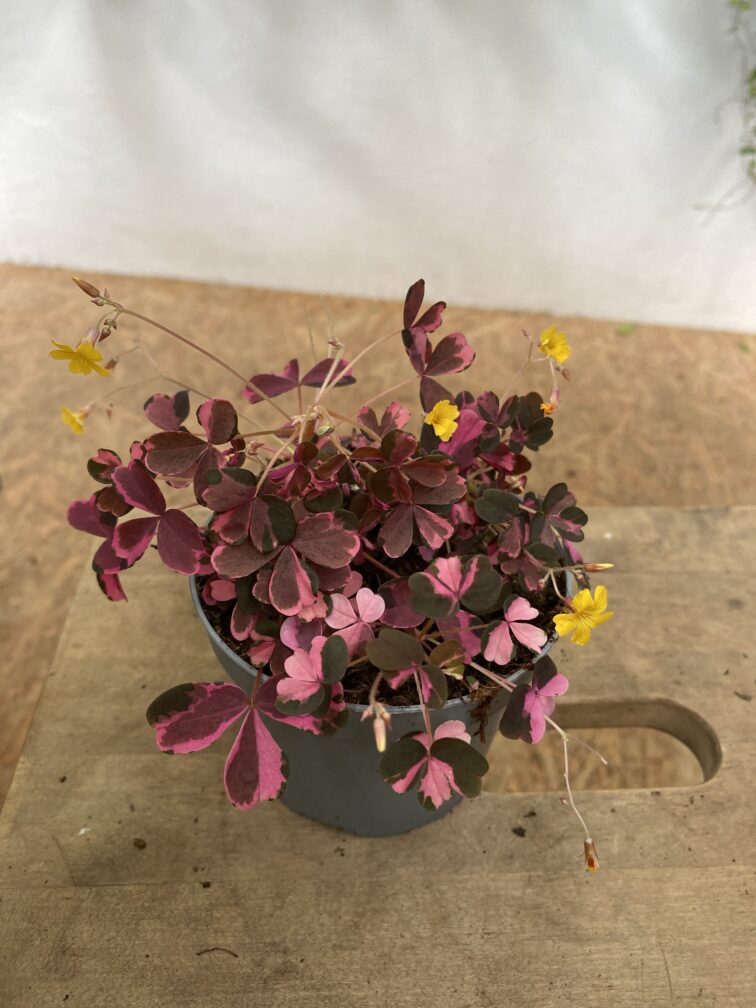 Zdjęcie rosliny doniczkowej Oxalis vulcanicola Crazy Plum, ujęcie 1