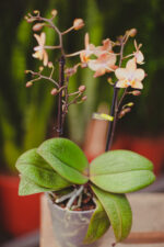 Zdjęcie rosliny doniczkowej Phalaenopsis Odorion (pachnący), ujęcie 1