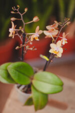 Zdjęcie rosliny doniczkowej Phalaenopsis Odorion (pachnący), ujęcie 2