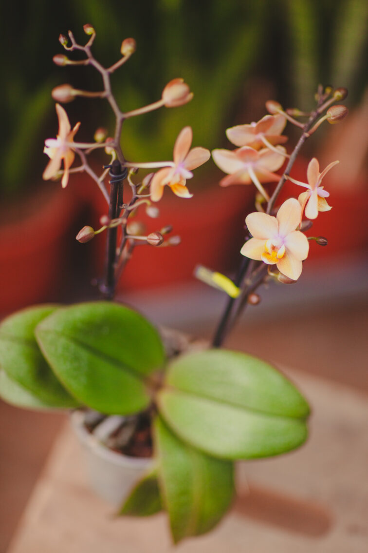 Zdjęcie rosliny doniczkowej Phalaenopsis Odorion (pachnący), ujęcie 2