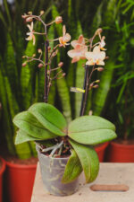 Zdjęcie rosliny doniczkowej Phalaenopsis Odorion (pachnący), ujęcie 3