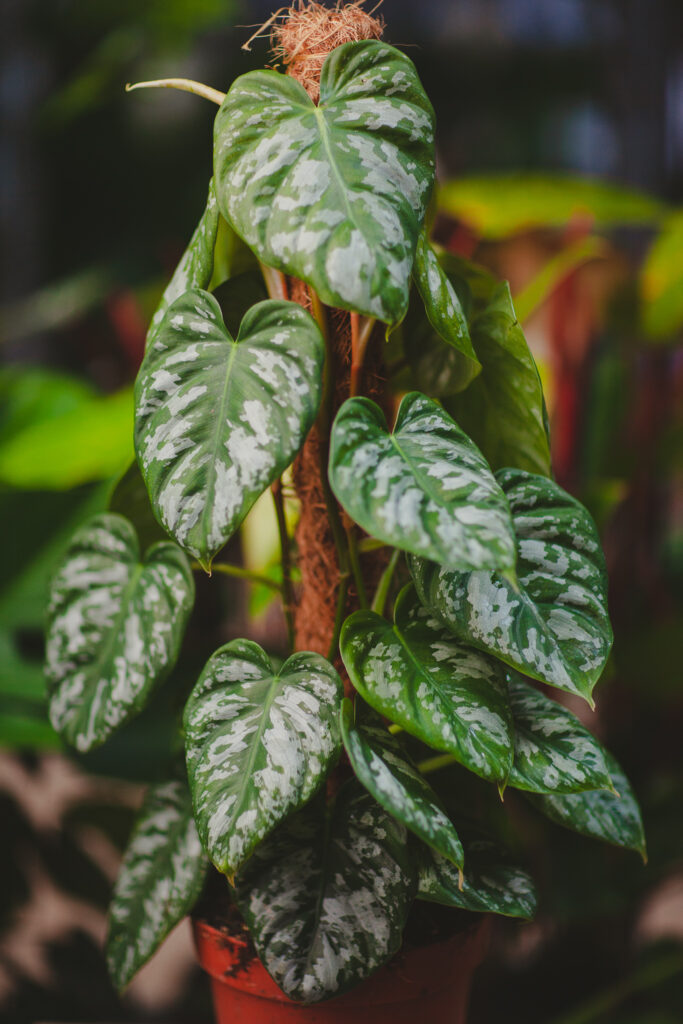 Philodendron Brandtianum Wild Form - Jungle Boogie