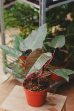 Zdjęcie rosliny doniczkowej Philodendron Dark Lord, ujęcie 1