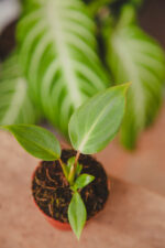 Zdjęcie rosliny doniczkowej Philodendron gloriosum Dark Form, ujęcie 1