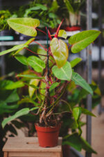 Zdjęcie rosliny doniczkowej Philodendron Painted Lady, ujęcie 1