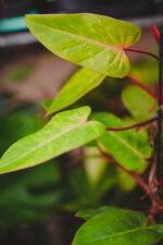 Zdjęcie rosliny doniczkowej Philodendron Painted Lady, ujęcie 2