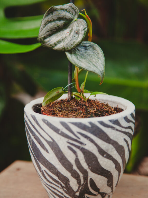 Zdjęcie rosliny doniczkowej Philodendron sodiroi, ujęcie 1