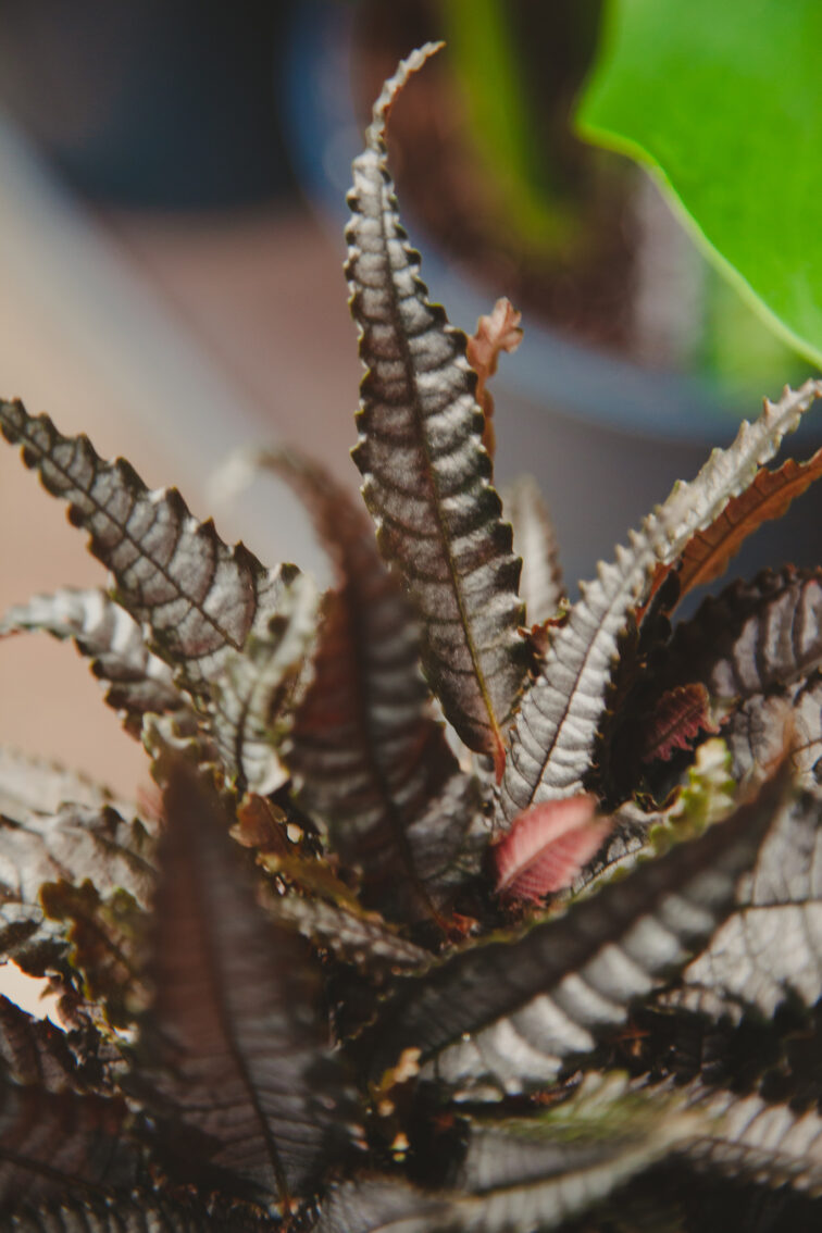 Zdjęcie rosliny doniczkowej Pilea hitchcockii, ujęcie 4