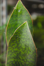 Zdjęcie rosliny doniczkowej Sansevieria Masoniana, ujęcie 1